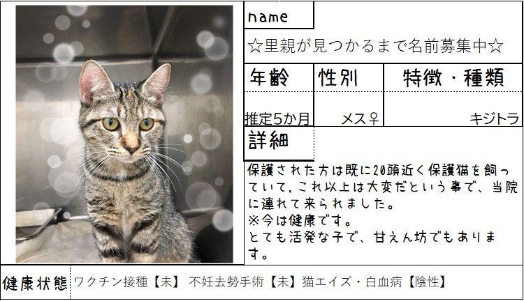 【保護猫カフェ】里親が見つかるまで名前募集☆キジトラ☆メイメイ命名権イメージ