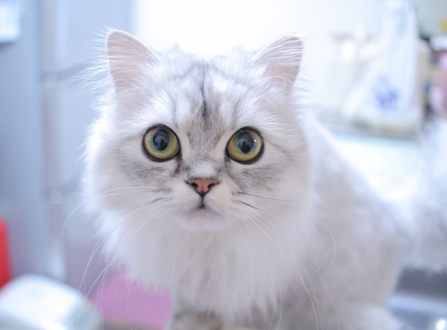 【猫カフェ】真っ白なペルシャちゃんです！にゃんの名前を付けてメイメイ命名権イメージ